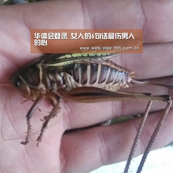华体会登录_女人的6句话最伤男人的心(图1) 华体会官网